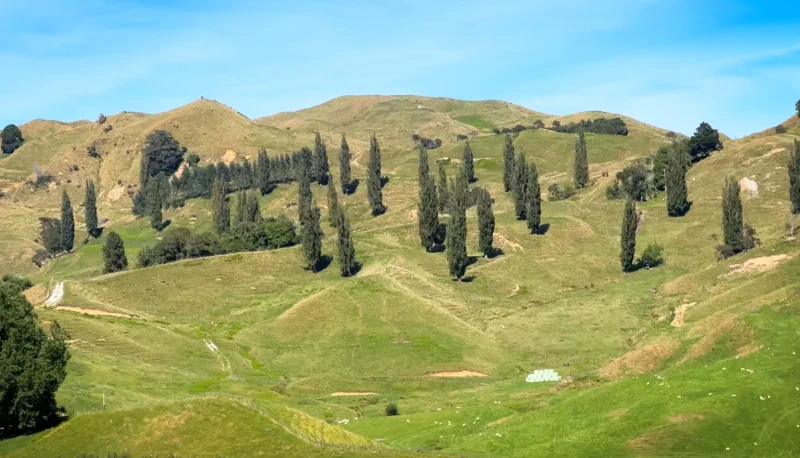 The Northern Explorer train traveling through New Zealand's scenic landscapes